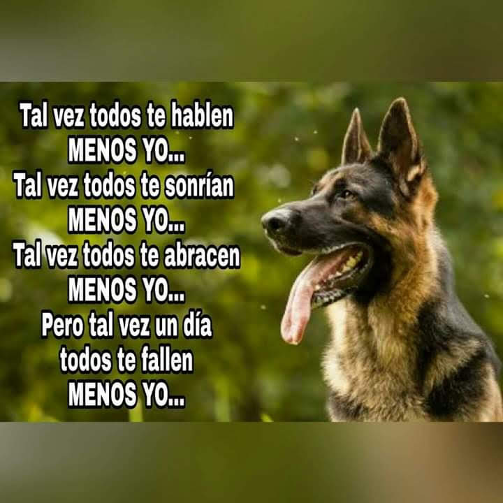 Pastor Alemán VON EICHENLAUB - imagen 24