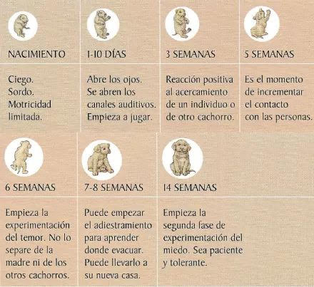 Pastor Alemán VON EICHENLAUB - imagen 32